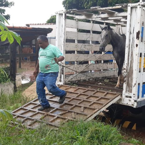 Hortolândia orienta sobre proibição de animais ungulados em ambiente urbano
